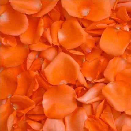 Orange Fresh Rose Petals in Bulk