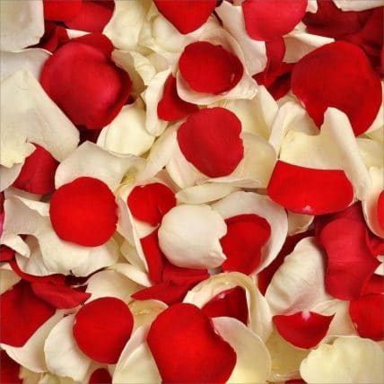 Red and White Fresh Rose Petals in Bulk