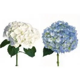 White and Blue Hydrangea 30 stems