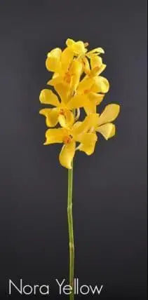 Mokara Yellow Orchid Nora 60 stems