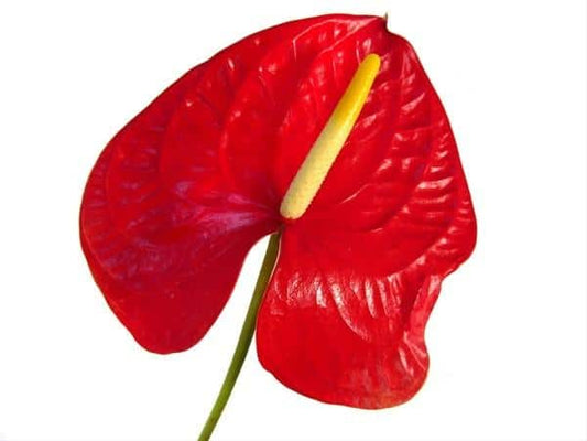 Red Anthurium Flower