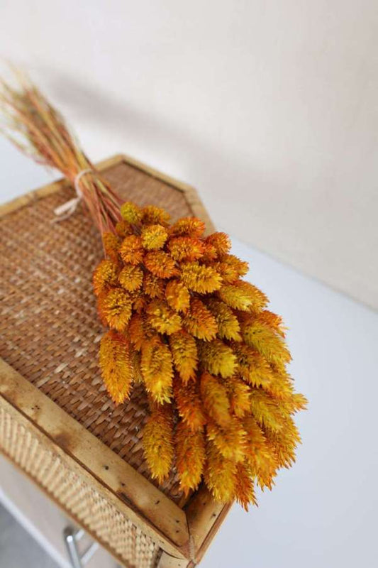 Harvest Dried Phalaris Grass