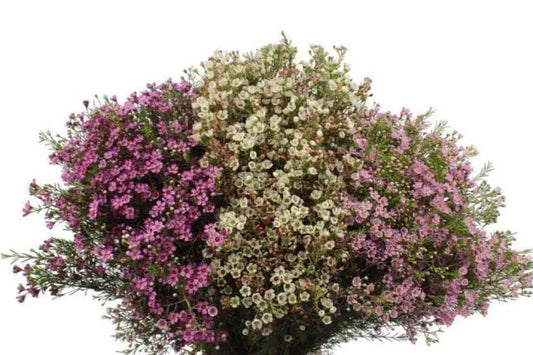 Wax Flower Mix 14 Bunches