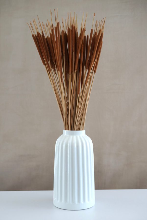 Dried pencil cattails