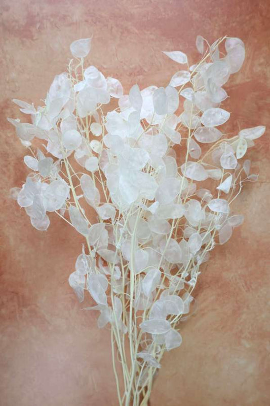 Lunaria