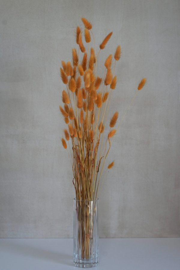 Honey Lagurus Flowers