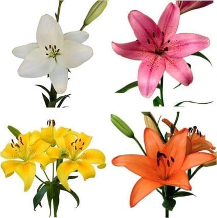 Assorted Asiatic Lilies