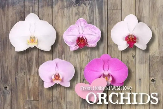 Assorted Phalaenopsis, 12 Stems