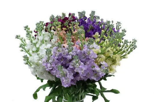 Assorted Stock Flowers, 100 stems