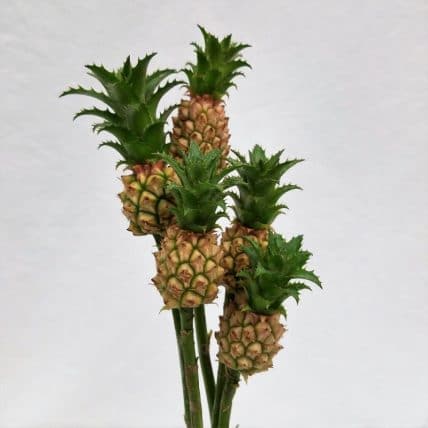 Baby Dwarf Mini Pineapple Flowers