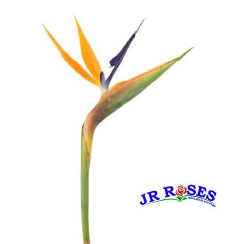 Bird of Paradise Flower