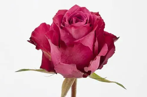 Blueberry Roses, 100 stems