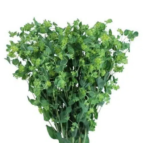 Bupleurum Flower 120 stems