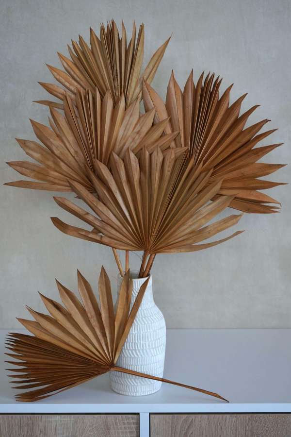 Dried Sun Palm Leaf Fans