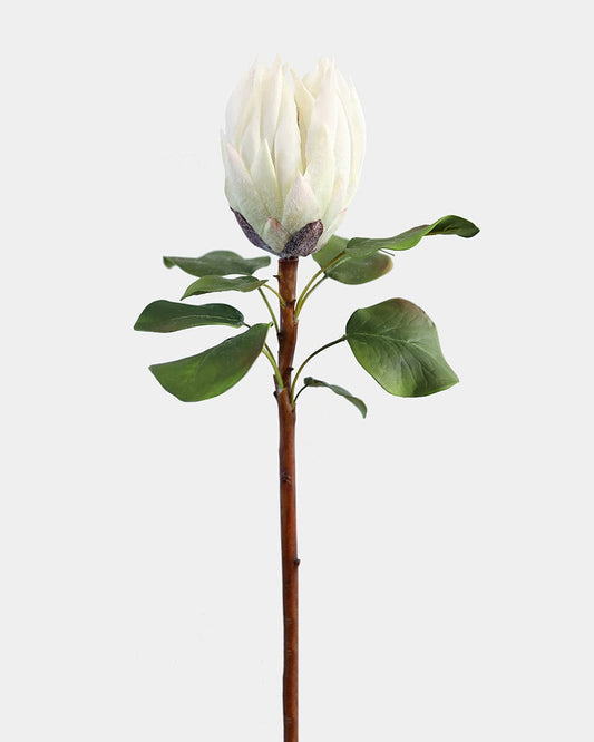 White King Protea 23.5"