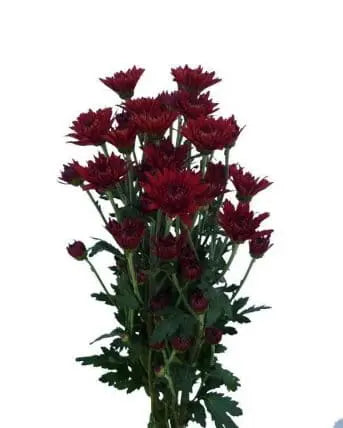 Dark Red Cushion Flower 12 Bunch