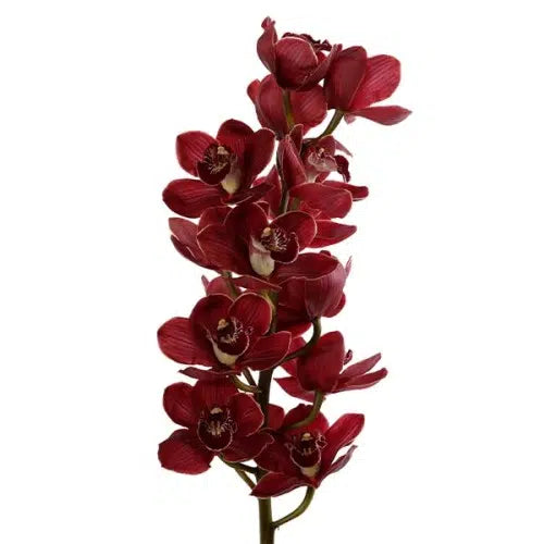 Dark Red Cymbidium, 10 stems