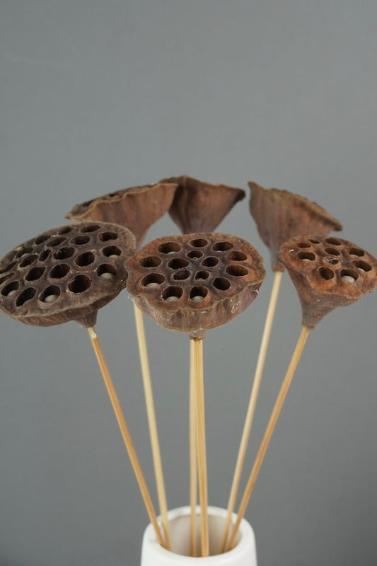 Lotus Pods