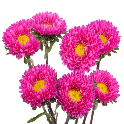 Hot Pink Matsumoto Flowers