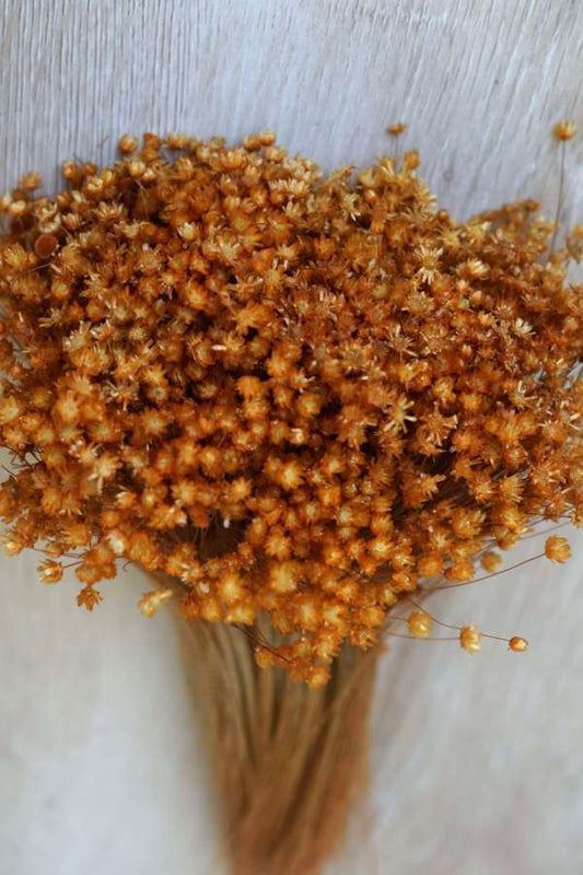 Honey Mini Star Flowers