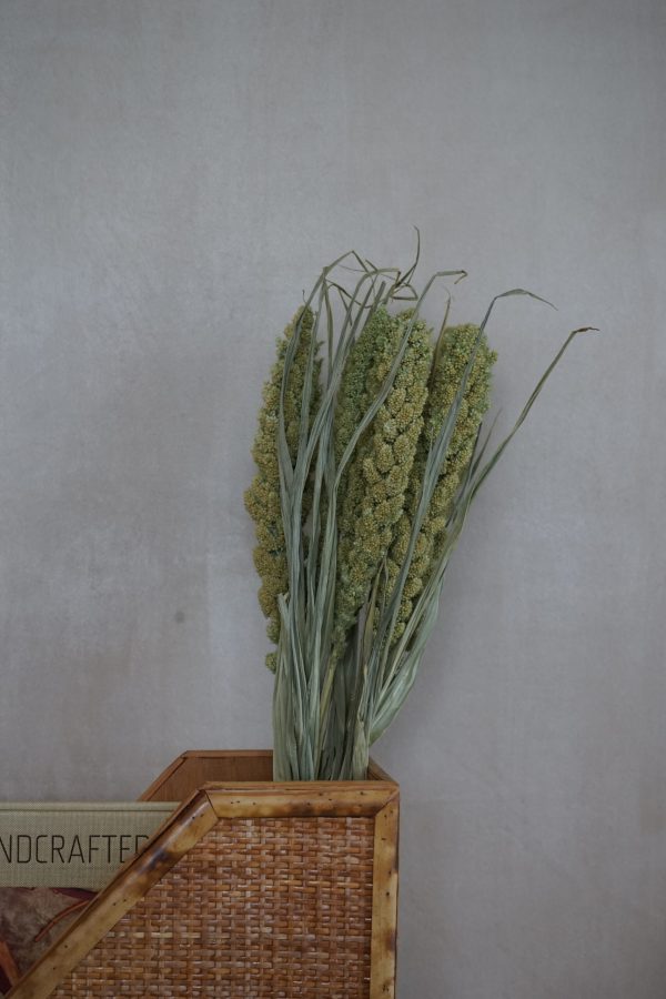 Dried Millet Grass