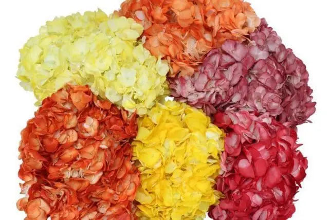 Hydrangea Fall Colors 30 stems