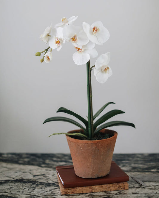 Faux Orchid in Terracotta Pot 19"