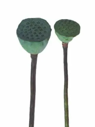 Lotus Pods, 60 Stems