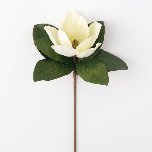 Magnolia Stem