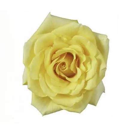 Yellow Roses 200 stems