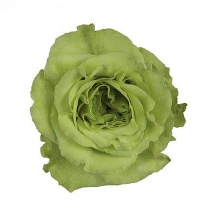 Green Garden Roses