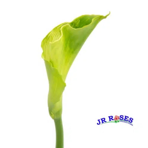 Green Goddess Calla Lily 36 Stems