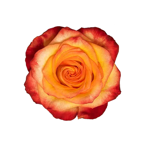 High and Magic Roses, 100 stems