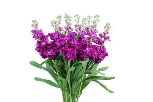 Hot Pink Stock Flowers, 100 stems