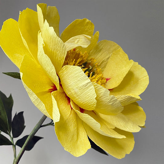 Bartzella Itoh Peony Paper Flowers