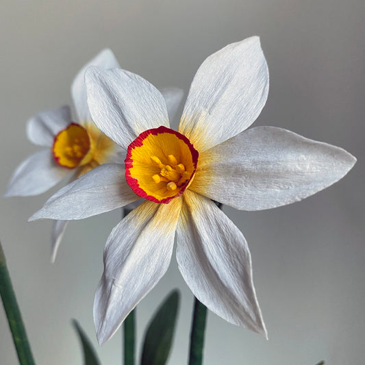 Narcissus Ornatus Daffodil Paper Flowers