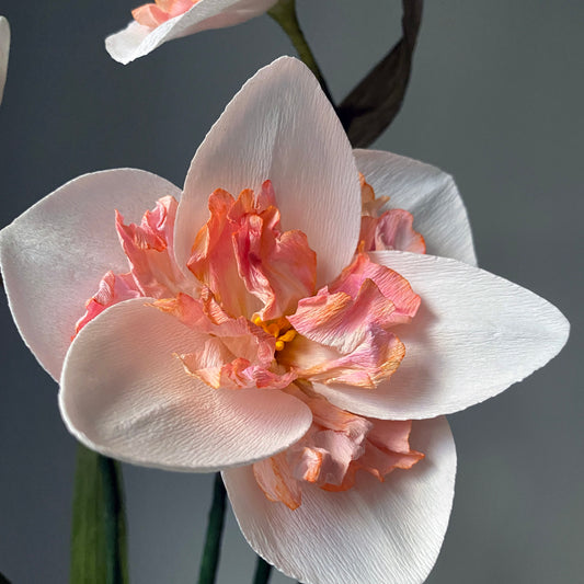 Pink Wonder Daffodil Paper Flowers