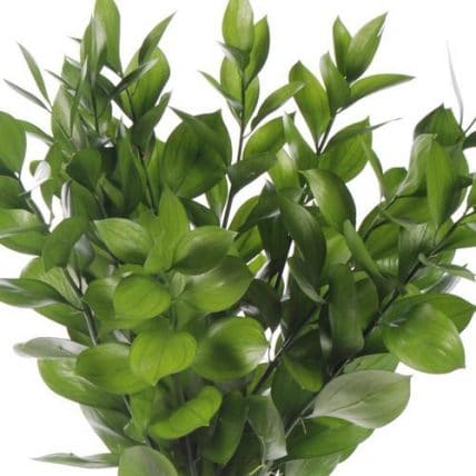 Israeli Ruscus Greenery