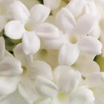 Jasmine Stephanotis 50 blooms