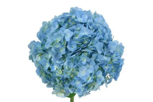 Jumbo Blue Hydrangea, 14 stems
