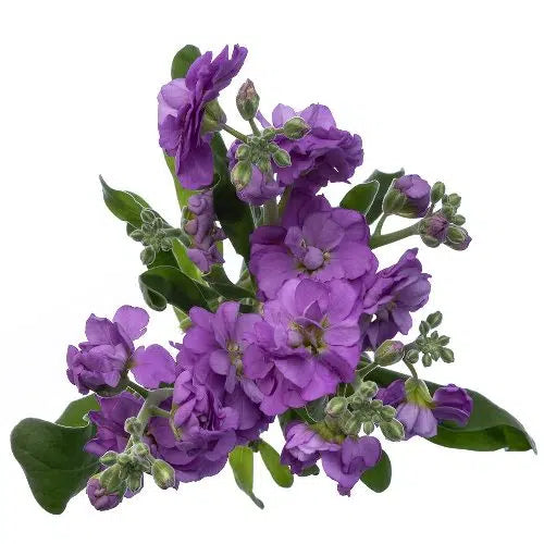 Lavender Stock Flowers, 100 stem