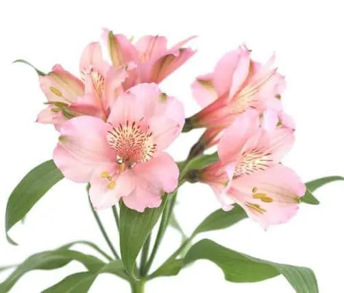 Light Pink Tiger Lily Flowers 120 stems