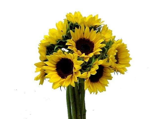 Miniature Sunflowers