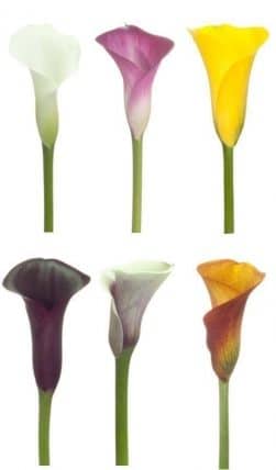 Mix Mini Calla Lilies