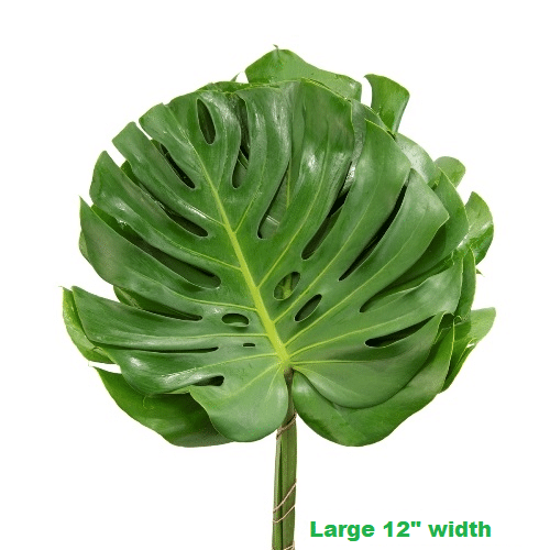 Monstera Leaf