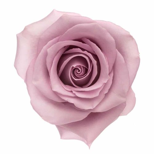 Ocean Song Lavender Roses