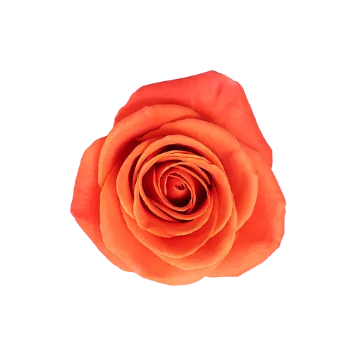 Orange Roses, 100 Blooms