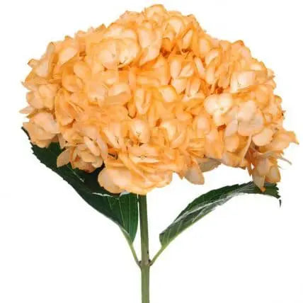 Orange Dyed Hydrangeas, 30 stems