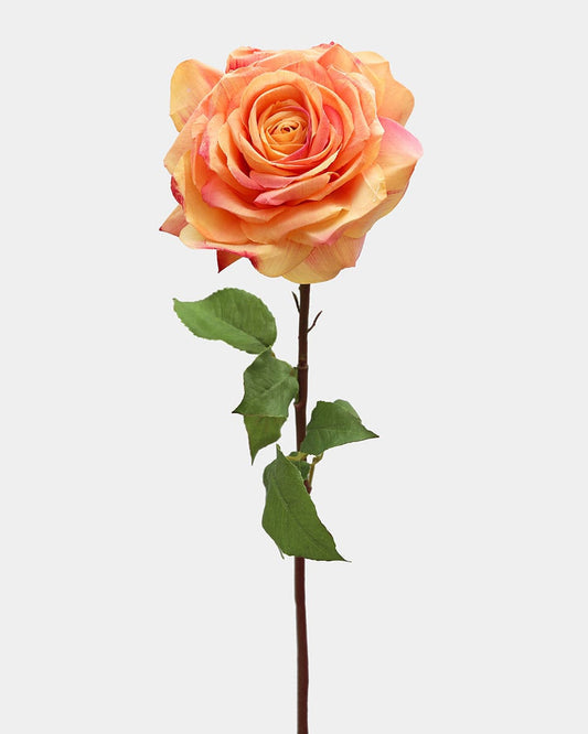 Sunset Dutchess Rose 20"