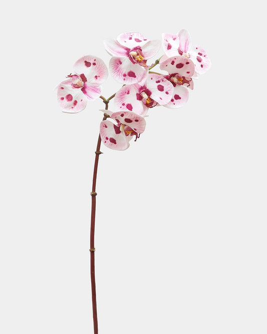 Pink Spotted Phalaenopsis Orchid 22"